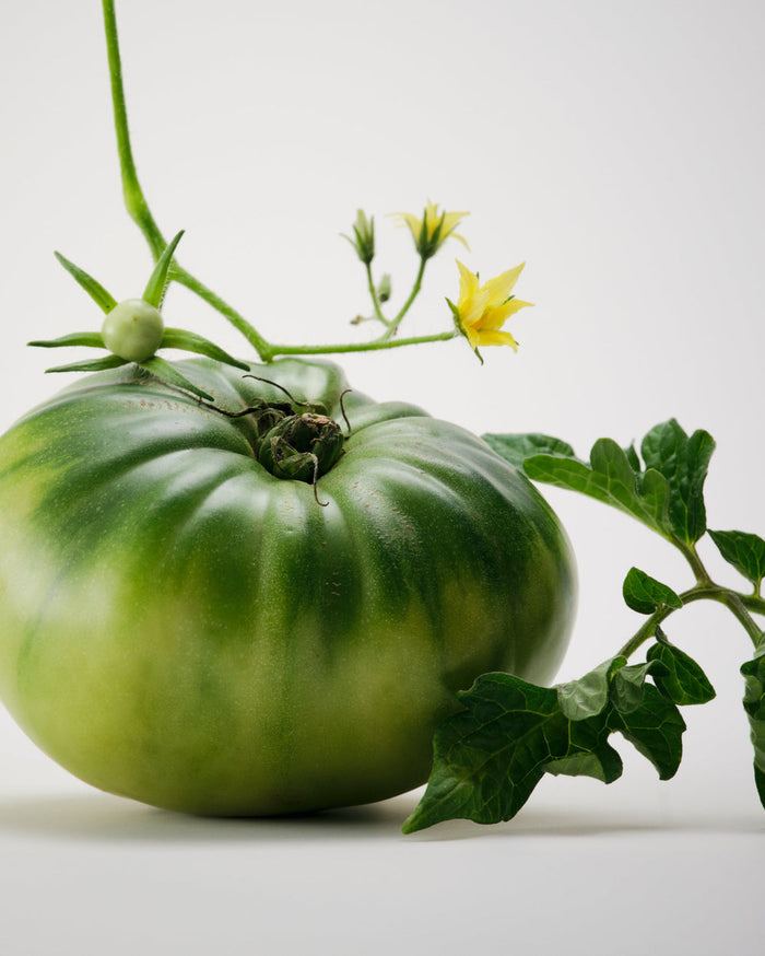 Candle (Liane de Tomato)